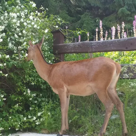 招待所 埃里卡旅馆